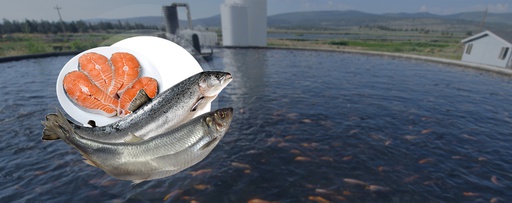 خط تولید غذای ماهی(خوراک آبزیان)